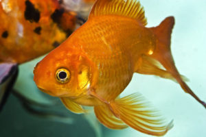 goldfish