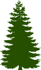 Evergreen Tree